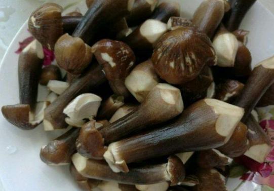 它是“伞把菇”,只在农村才有,卖百元一斤,做菜煮汤味道贼好吃