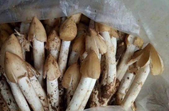 它是“伞把菇”,只在农村才有,卖百元一斤,做菜煮汤味道贼好吃