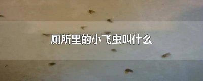 ​小飞向快乐出发 快乐的小阿飞