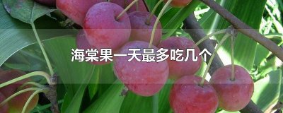 ​海棠果一天最多吃几个