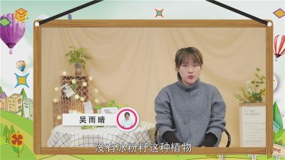 ​冰粉籽是什么植物