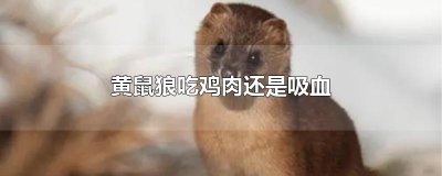 ​黄鼠狼吃鸡肉还是吸血