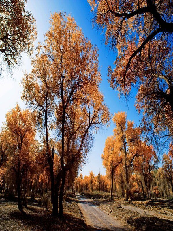 库尔勒有什么旅游景点（库尔勒旅游景点有哪些地方）