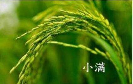 24节气小满吃什么,小满吃什么图4