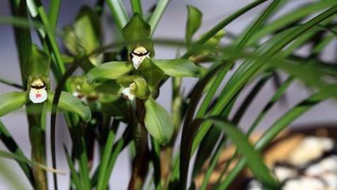 兰草的种类及价格,兰草种类及品种全书图11