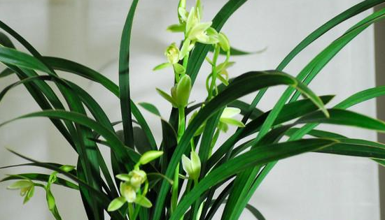 兰草的种类及价格,兰草种类及品种全书图2