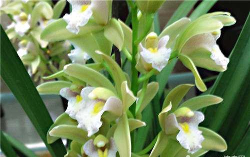 兰草的种类及价格,兰草种类及品种全书图7