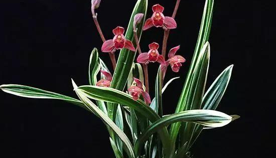 兰草的种类及价格,兰草种类及品种全书图3