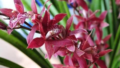 兰草的种类及价格,兰草种类及品种全书图10