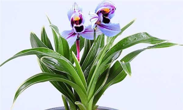 兰花一般多少钱一株