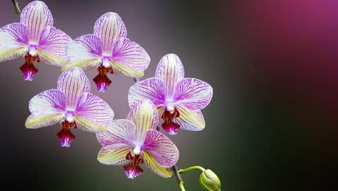 兰草的种类及价格,兰草种类及品种全书图8