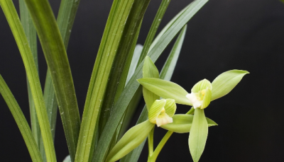 ​兰草的种类及价格,兰草种类及品种全书