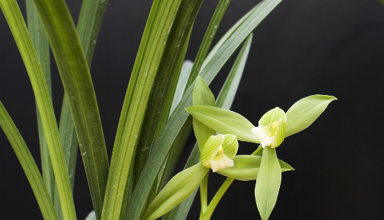 兰草的种类及价格,兰草种类及品种全书图1