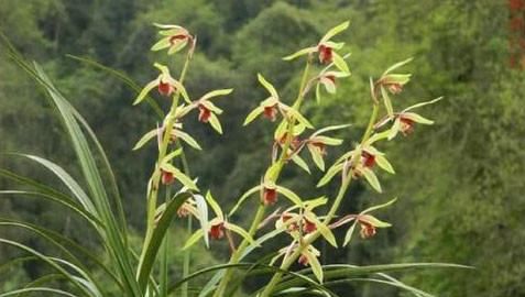 兰草的种类及价格,兰草种类及品种全书图12