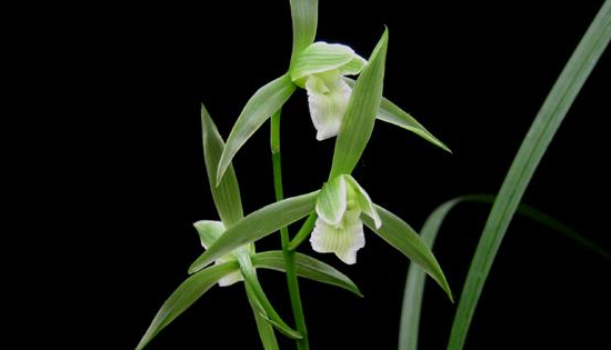 兰草的种类及价格,兰草种类及品种全书图4