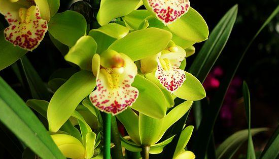 兰草的种类及价格,兰草种类及品种全书图5