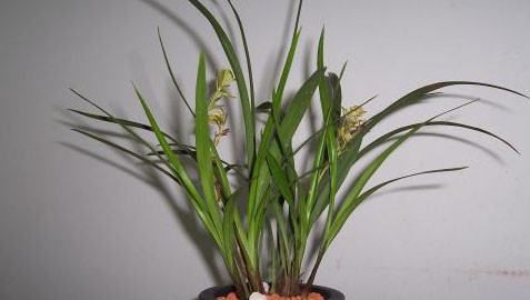 兰草的种类及价格,兰草种类及品种全书图9