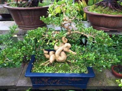 ​家里能不能种葡萄酒树_家里种的葡萄可以做酒吗