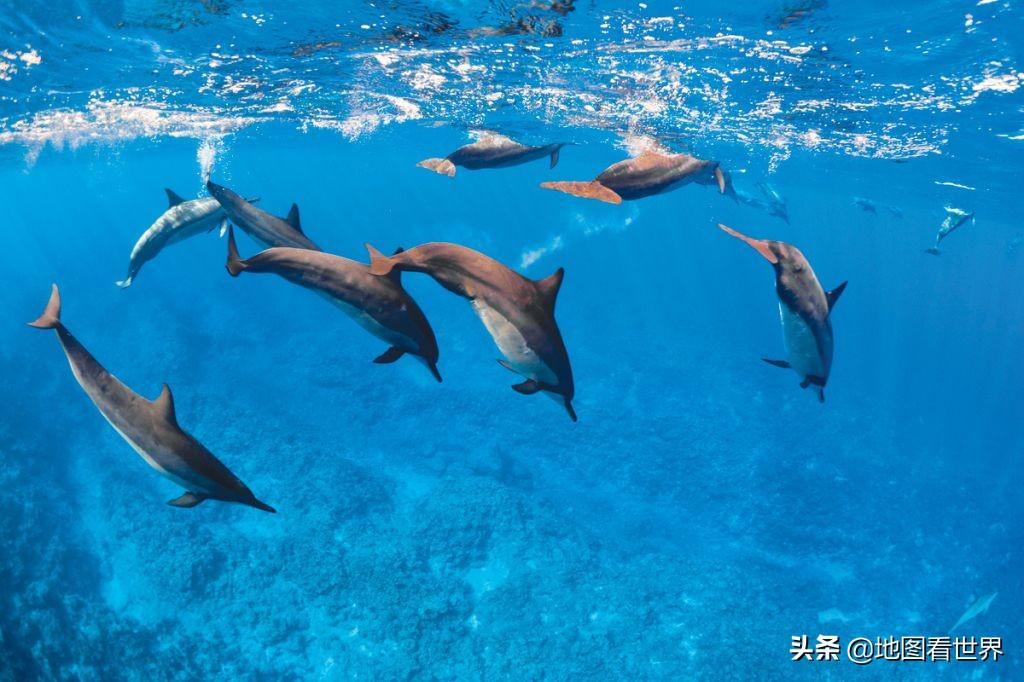 纽埃属于哪个国家（纽埃是哪个国家位置位于哪里）(图13)