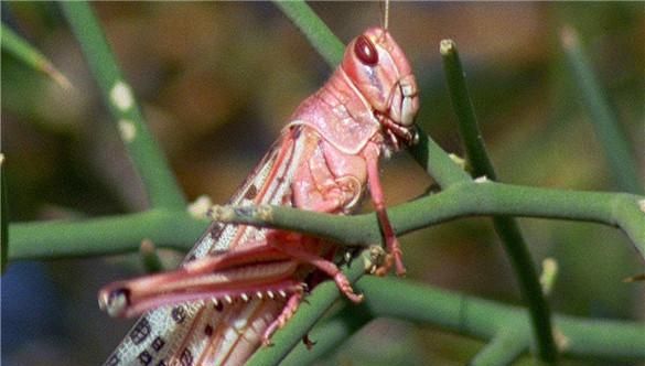 蚱蜢为什么吃蚱蜢