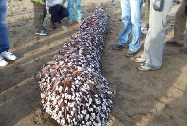 “藤壶”是什么