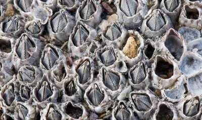 ​藤壶是什么东西，藤壶是什么海产品？