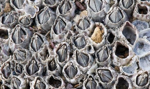 藤壶是什么海产品