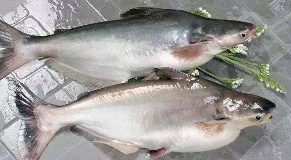 巴沙鱼如何去掉保水剂,怎样去除巴沙鱼的碱味图4