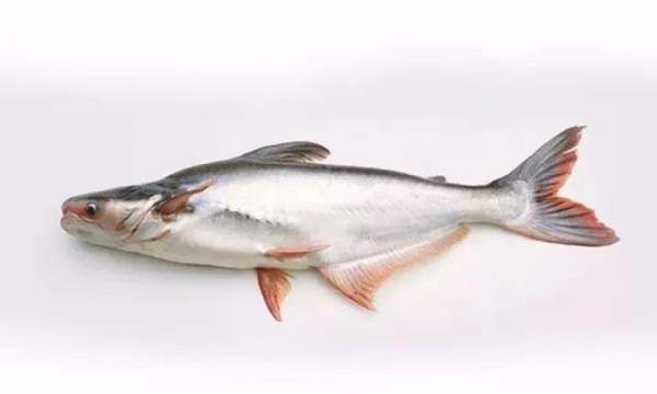 巴沙鱼如何去掉保水剂,怎样去除巴沙鱼的碱味图7