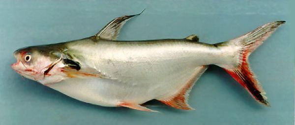 巴沙鱼如何去掉保水剂,怎样去除巴沙鱼的碱味图5