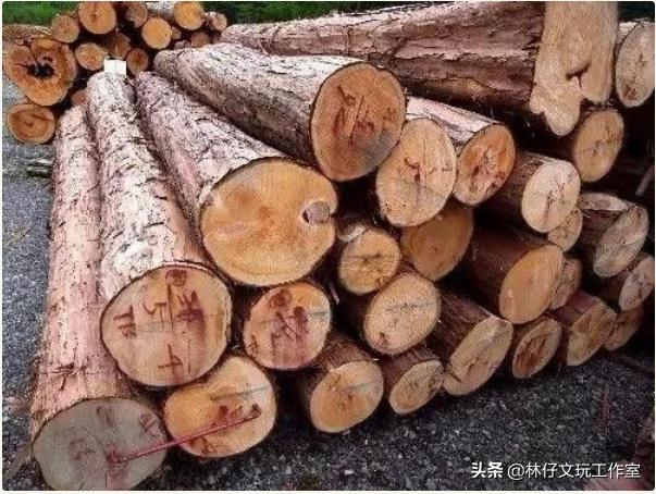 桧木简介（有千年柏万年松）(10)