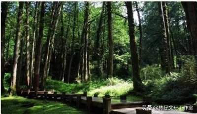 ​桧木简介（有千年柏万年松）