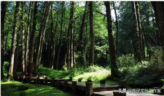 桧木简介（有千年柏万年松）(1)