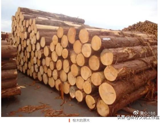 桧木简介（有千年柏万年松）(8)