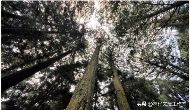 桧木简介（有千年柏万年松）(2)