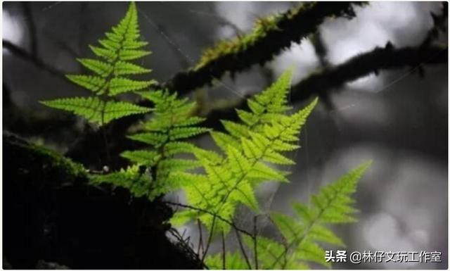 桧木简介（有千年柏万年松）(3)