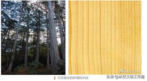 桧木简介（有千年柏万年松）(7)