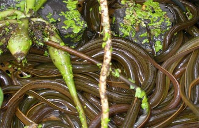 养黄鳝的方法（这些养殖方式最常见）