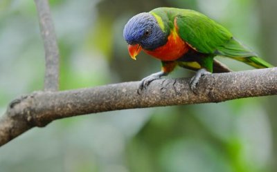 ​蓝头鹦鹉是怎样的？蓝头鹦鹉的产地