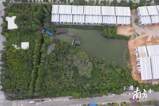 太美了！万鸟盘旋归巢，中山又现一个“小鸟天堂”！