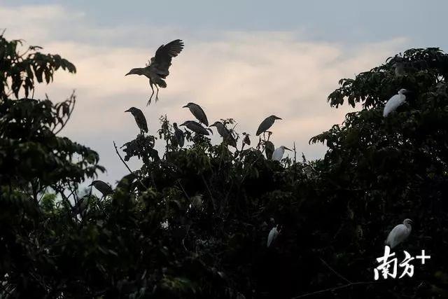 太美了！万鸟盘旋归巢，中山又现一个“小鸟天堂”！