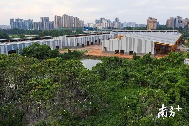 太美了！万鸟盘旋归巢，中山又现一个“小鸟天堂”！