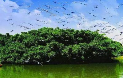 ​太美了！万鸟盘旋归巢，中山又现一个“小鸟天堂”！