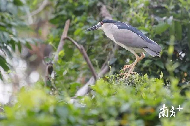 太美了！万鸟盘旋归巢，中山又现一个“小鸟天堂”！