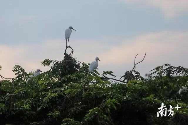 太美了！万鸟盘旋归巢，中山又现一个“小鸟天堂”！