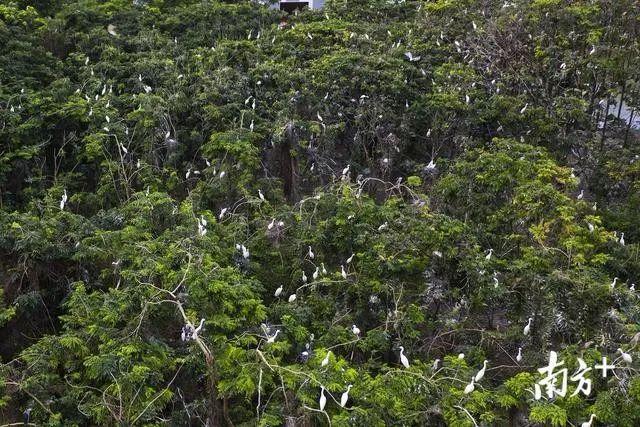 太美了！万鸟盘旋归巢，中山又现一个“小鸟天堂”！