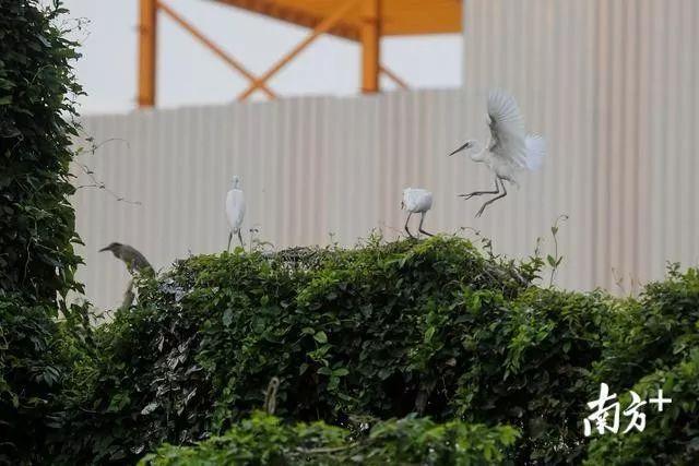 太美了！万鸟盘旋归巢，中山又现一个“小鸟天堂”！