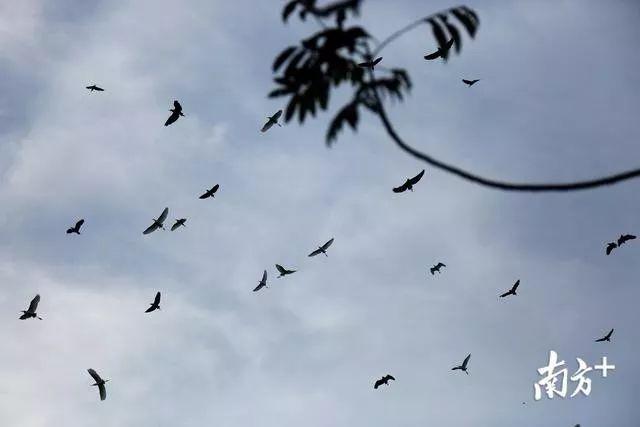 太美了！万鸟盘旋归巢，中山又现一个“小鸟天堂”！