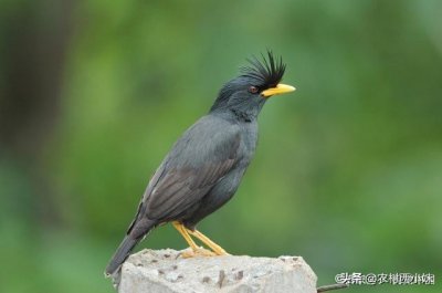 ​八哥怎么养才会说话（训练八哥学会说人语的小窍门）