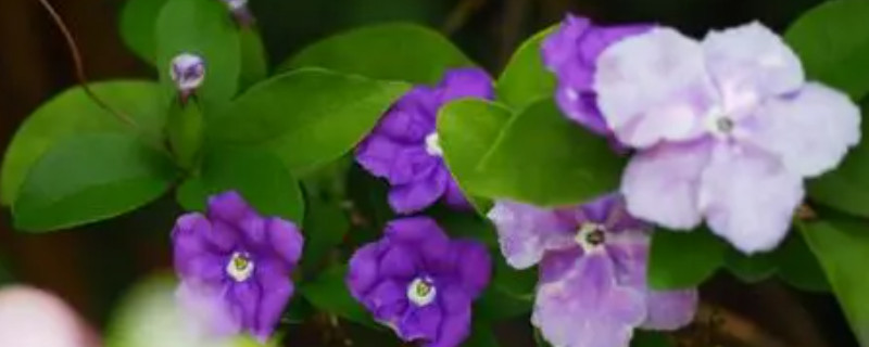 鸳鸯茉莉的养殖方法和注意事项(图1)